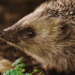 Setting up a Hedgehog House