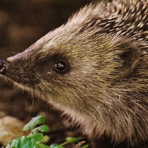 Setting up a Hedgehog House