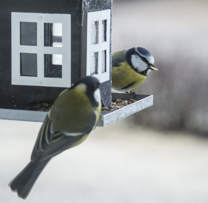 IT'S TIME TO START THINKING ABOUT FEEDING THE WILD BIRDS IN YOUR GARDEN