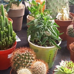 Caring for Succulents